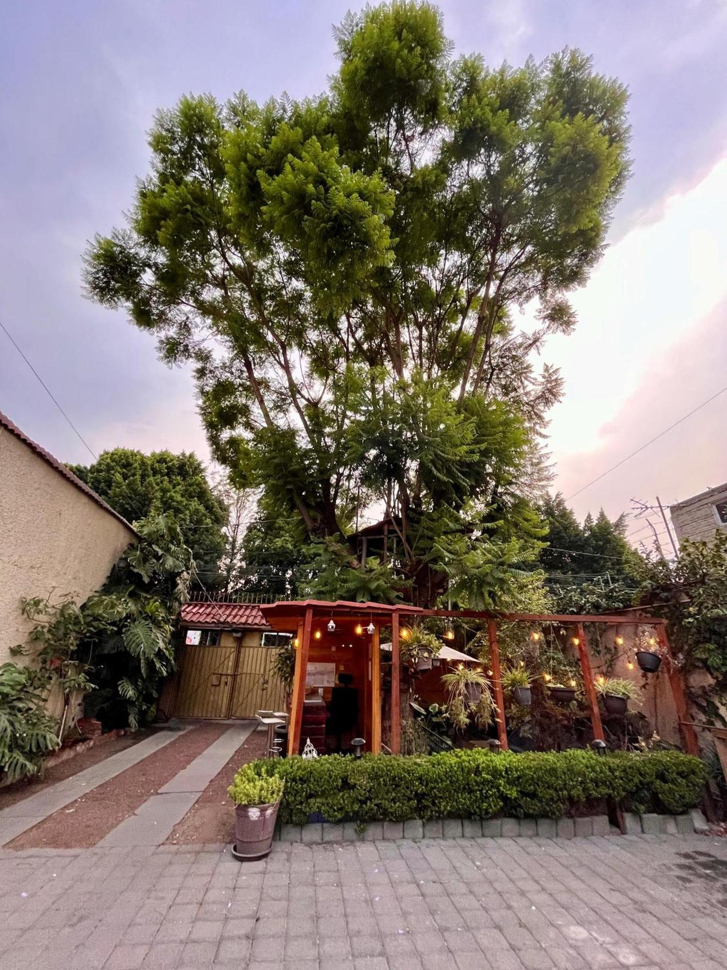 Апартаменты Casita Del Arbol Мехико Экстерьер фото